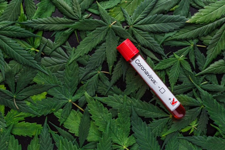 Test tube marked "covid positive" on a bed of marijuana leaves