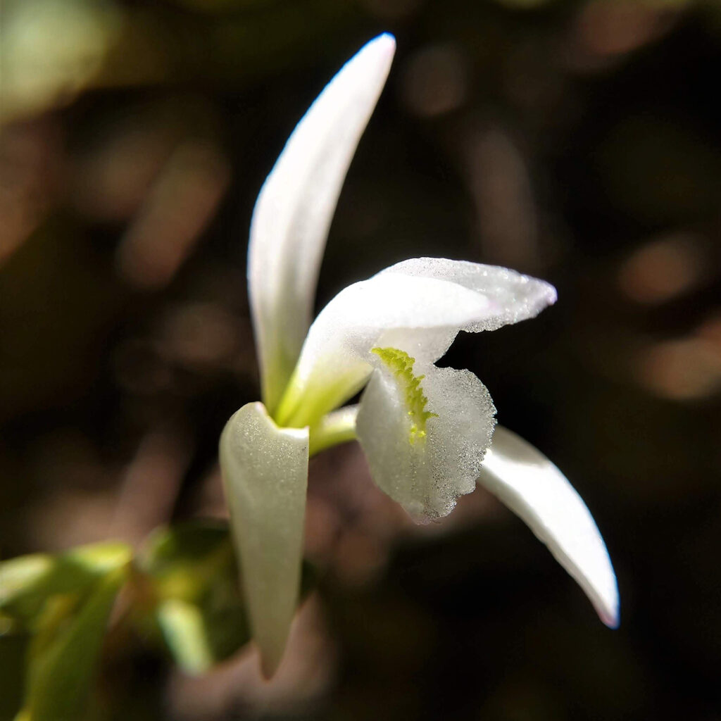 Plants of Tyson: the rare three birds orchid (Photo: Erin O’Connell)