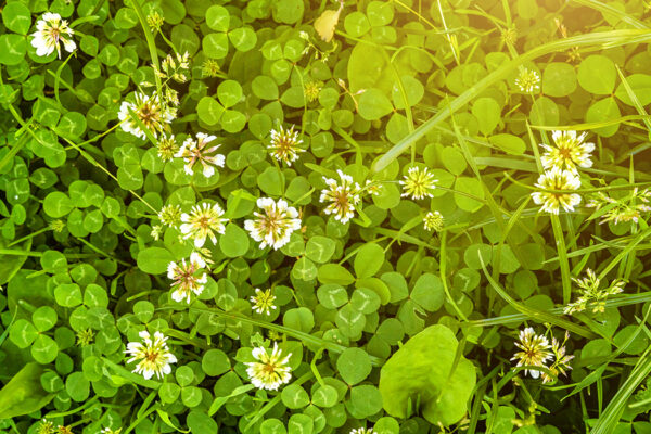 White clover’s toxic tricks traced to its hybridization