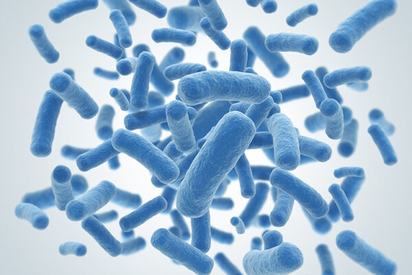Bacteria could learn to predict the future