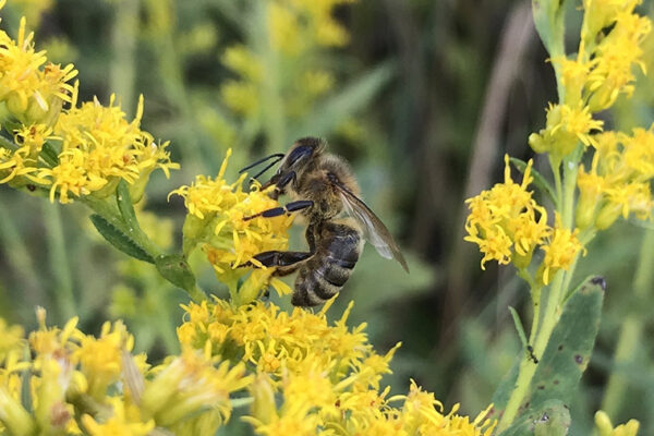 Urban bees collaboration wins USDA grant