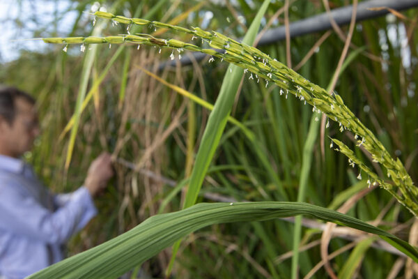 Weedy rice has become herbicide resistant through rapid evolution