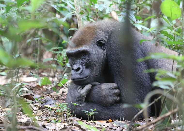 Subadult male gorilla