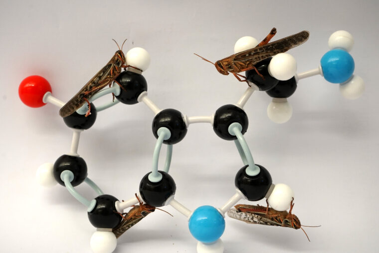 grasshoppers climbing a model of a serotonin molecule