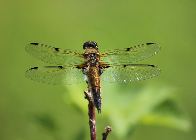 装飾トンボは人間の脅威から生き残るためのより良い装備(Ornamented dragonflies better equipped to survive human threats)