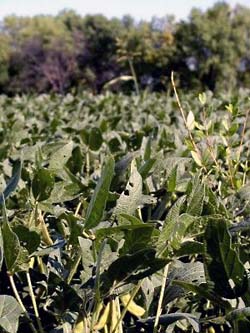 soybean crops