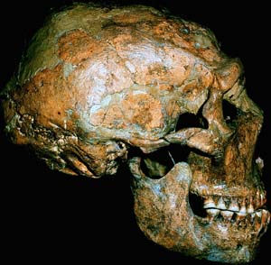 A large-faced Neandertal skull about 50,000 years old.