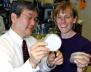Wayne Yokoyama, M.D., and technician Jeanette Pingel look at bacterial plates of a new cDNA clone for a natural-killer cell receptor. Yokoyama says that the University is a great place to work because people 