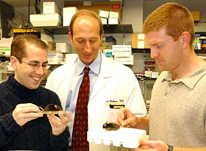 New head of neurology David M. Holtzman, M.D. (center), and graduate students John Cirrito (left) and John Fryer plan an experiment with mice that have Alzheimer's-type changes.