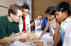 Marios Giannakis (left) and Maniel Liu (second from left), both second year medical students and members of the Young Scientist Program, show visitors a real human brain.