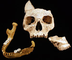 A human jawbone (left), dated to between 34,000 and 36,000 years ago, along with a facial skeleton and a temporal bone, both of which are still undergoing analysis, but are likely to be the same age as the jawbone.