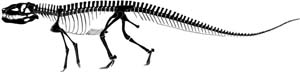 *Postosuchus*, the 