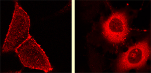 Immunofluorescent staining shows that normally one form of the protein Par-1, involved in arrangement of cell parts, is found at its highest levels on the cell membrane (left image).  When scientists add the protein atypical PKC and modified it to be active at the cell membrane, the atypical PKC in turn modified Par-1 in a way that drove it off the membrane (right image) and made it inactive.