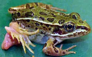 Eutrophication is caused by higher phosphorous and nitrogen that create a profound impact on the food web, threatening the frogs' existence.
