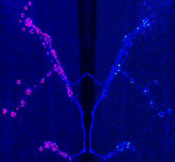 Neurons are shown here as they communicate with each other across a synapse.