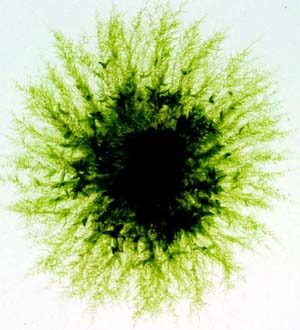 A colony of 28 day-old *Physcomitrella patens* grown in laboratory culture showing the green, leafy shoots in the center, with fine, radiating protonemal filaments growing outward.