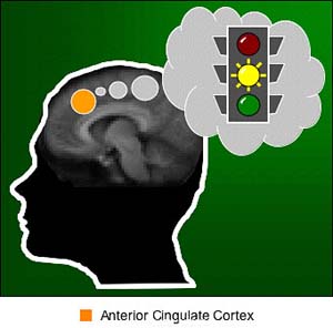 A new theory suggests that the anterior cingulate cortex, described by some scientists as part of the brain's 