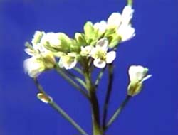 *Arabidopsis thaliana*, the 