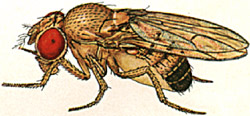 Drosophila melano