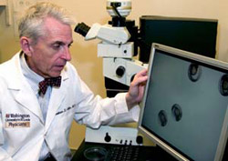 Jonathan D. Gitlin, M.D., director of the new Division of Genetics and Genomic Medicine in the Department of Pediatrics, analyzes zebrafish embryos, which offer a great model for investigating human development and genetics because of their transparent st