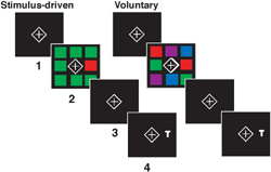 These are examples of the screens shown to participants in stimulus-driven attention and voluntary attention tests. In the stimulus-driven test, the red square automatically attracted attention.