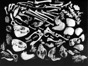 A sampling of primate fossils found in and near a crowned hawk eagle's nest in east Africa, vivid proof that primates long have been the target of predator species.
