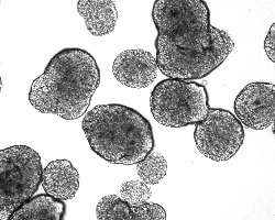 Islets isolated from a rat pancreas