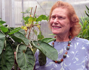 Memory Elvin-Lewis in the Goldfarb Greenhouse  inspects a kava plant.  Elvin-Lewis has written a chapter in a new book that is critical of the unregulated U.S. herbal trade.