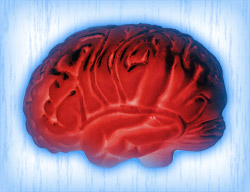 Constant blood flow sheilds the brain from cold, limiting the effects of any attempt to cool the brain.