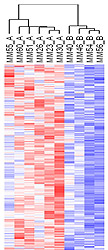 This is a map of several class 2 tumors showing the simultaneous expression of many genes. Rows represent genes, columns are tumors. Red represents high expression and blue low.