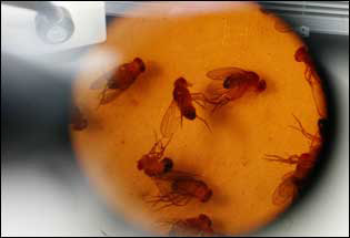 Sleeping fruit flies are pictured through a microscope for a sleep deprivation study.