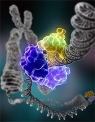 In this illustration, DNA ligase (in color) encircles the DNA double helix.