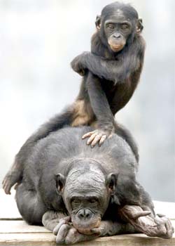Book S Plea Save The Bonobos The Source Washington