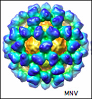 WU researchers have identified a protein sensor that detects norovirus (shown here), a highly contagious stomach bug that causes nausea, vomiting and diarrhea.