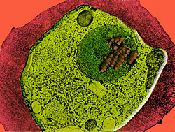 Researchers have found a way to take advantage of the malaria parasite's natural tendency to re-engineer its own genetic material. The parasite (pictured in green inside a red blood cell, with iron stolen from the blood cell visible) has already helped th