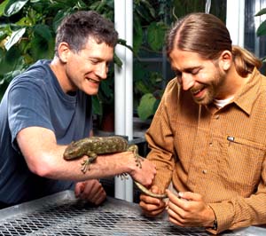 Losos (left) and a member of his research team, Jason Kole, interact with Grendel, a prehensile-tailed skink.