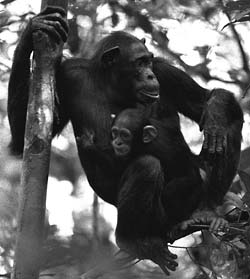 Mother chimp with baby