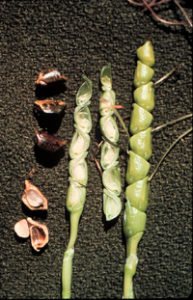 Not too tasty looking. Teosinte, the ancestor of corn, evolved to maximize its reproductive success, not its food value for bipedal omnivores. Photo: Hugh Iltis/University of Wisconsin.