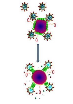 Nanoparticles (purple) carrying melittin (green) fuse with HIV (small circles with spiked outer ring), destroying the virus's protective envelope. Molecular bumpers (small red ovals) prevent the nanoparticles from harming the body's normal cells, which are much larger in size. 