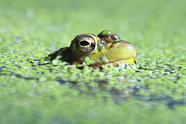 Missouri ponds provide clue to killer frog disease