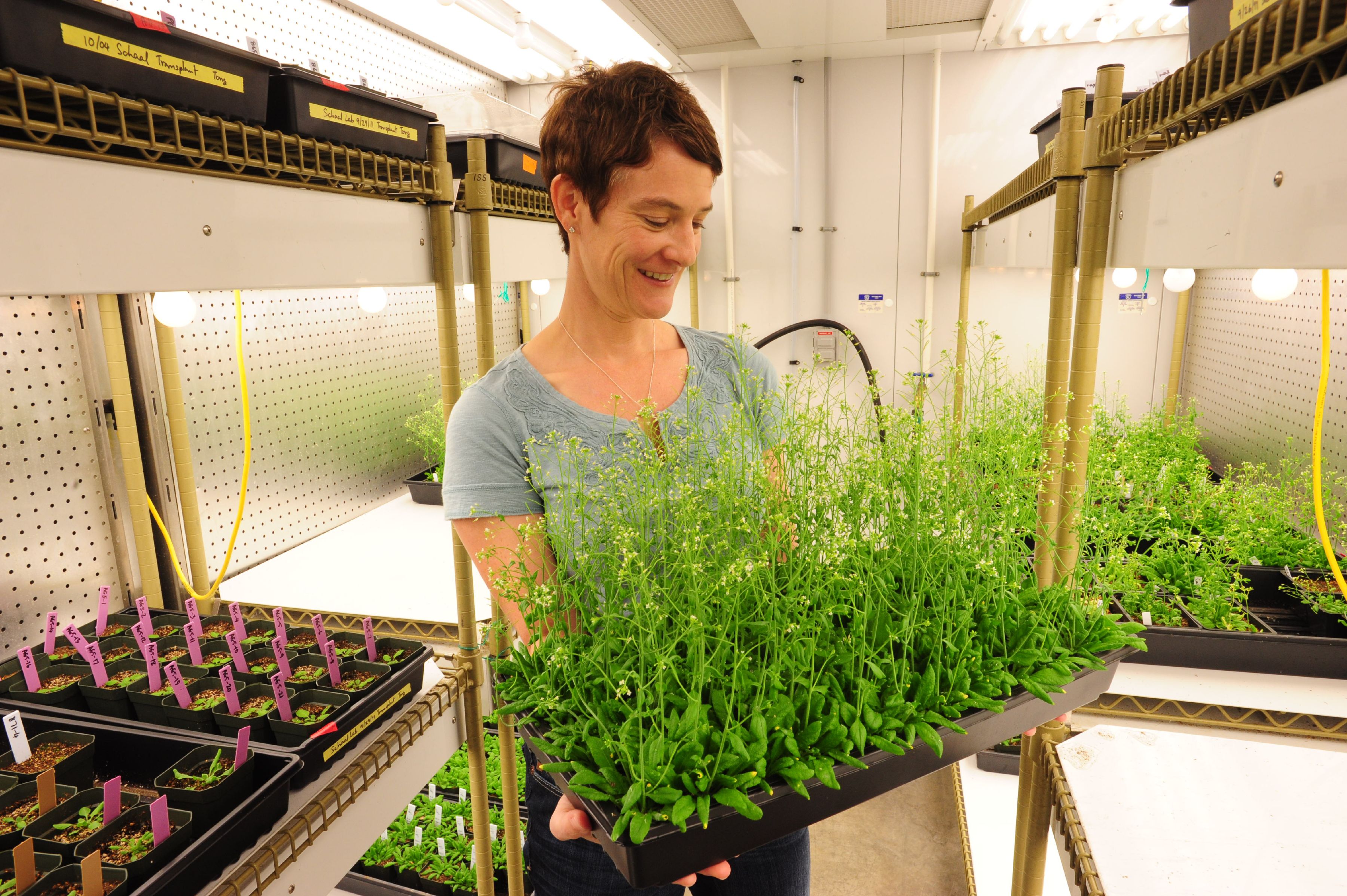 Using Cress in the Lab - Science & Plants for Schools