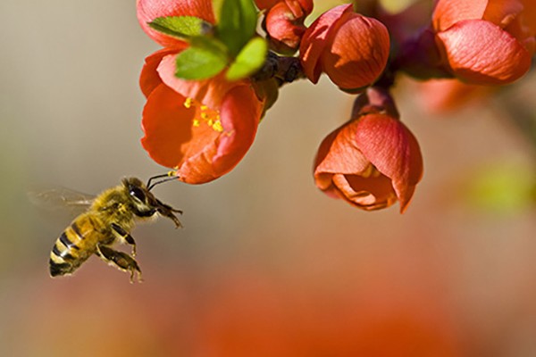 Stressed bees die sooner, leading to abrupt collapse of colonies