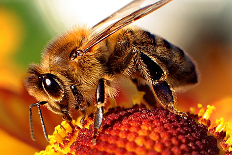 Salt Lake Bees - Wikipedia