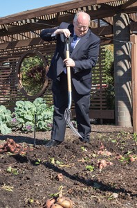 ​​Peter Wyse Jackson digs a sweet potato plant at the Missouri Botanical Garden.