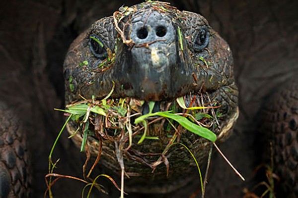 Endangered tortoises thrive on invasive plants
