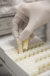 The acidity of urine and the presence of small molecules related to diet appear to influence how well bacteria can grow in the urinary tract, according to new research at Washington University School of Medicine. Urine samples evaluated as part of the study are pictured above. (Photo: Robert Boston)