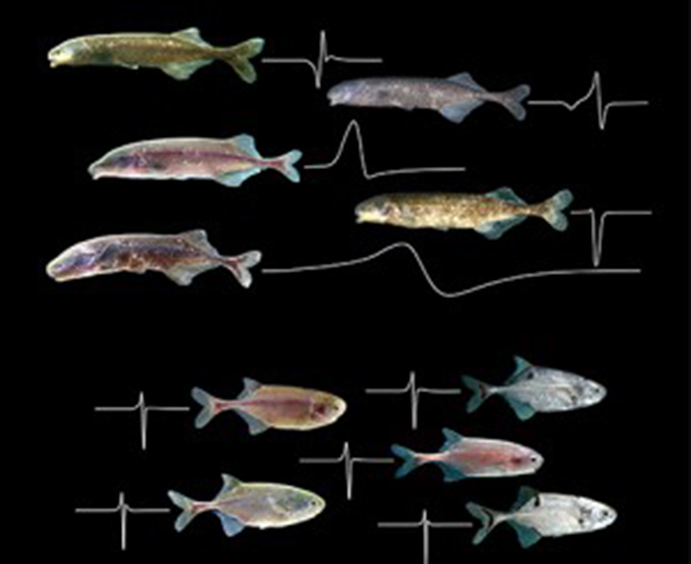 The shocking tactic electric fish use to collectively sense the