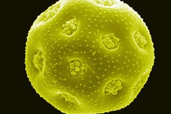 Scientists discover ancient safety valve linking pollen to bacteria