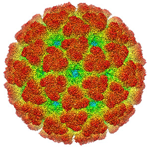 WIKIMEDIA USER A2-33/Washington University researchers have identified “broadly neutralizing” antibodies that protect against infection by multiple, distantly related alphaviruses – including Chikungunya virus (above) – that cause fever and debilitating joint pain. Shown is a cryoelectron microscopy reconstruction of the Chikungunya virus.