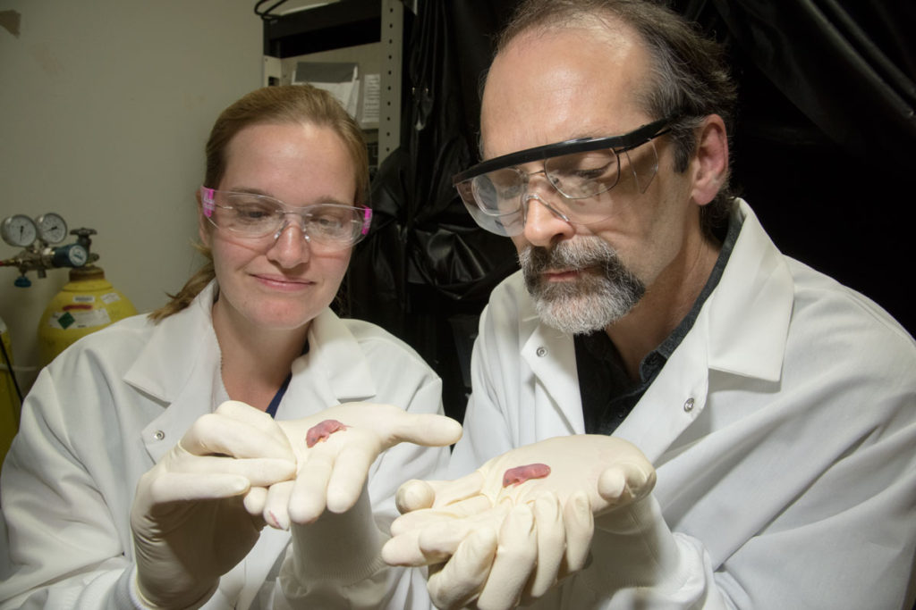 Senior scientist Terra Barnes and Tim Holy, associate professor of neuroscience, hold mouse pups. Barnes and Holy recorded the vocalizations of 3- to 8-day-old mouse pups and found that those that carry a mutation in a gene associated with stuttering in humans produced abnormal vocalizations with pauses and repetitions similar to human stuttering. (Photo: Robert Boston/School of Medicine)